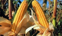 Uniunea Europeană dă „verde“ organismelor modificate genetic