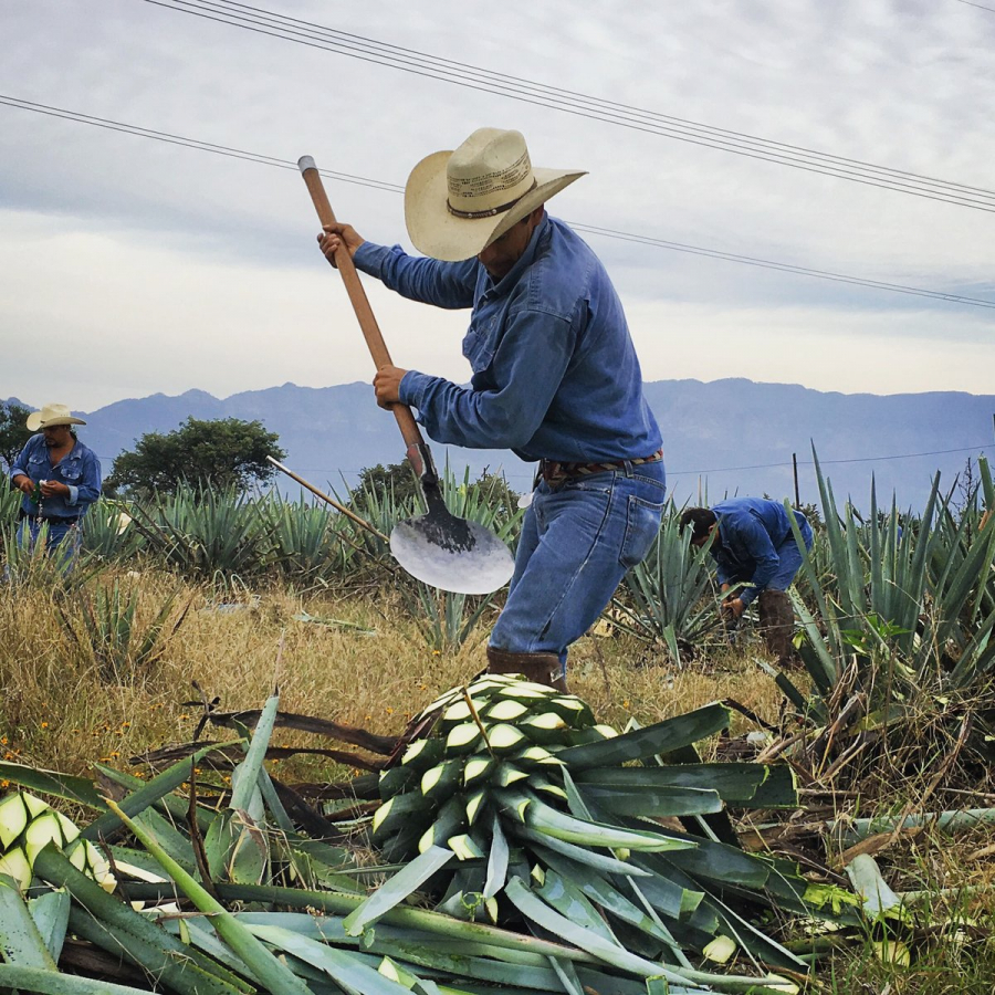 Proiectul Miliarde de agave, o strategie nouă în lupta cu schimbările climatice