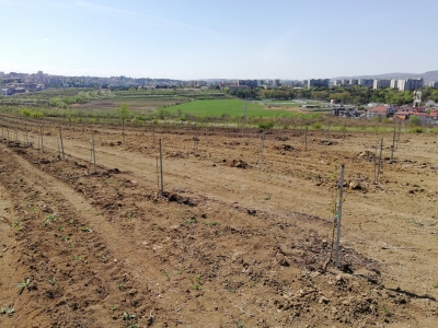 După 24 de ani, plantație de cireși și pruni înființată pe 3,5 hectare, la Stațiunea de Cercetări Horticole din cadrul USAMV Cluj-Napoca