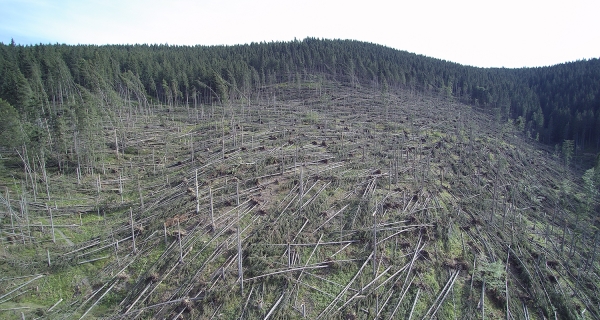Zeci de mii de hectare de pădure au fost afectate de fenomenele meteorologice extreme