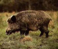 La Bivolari - Iaşi porcul mistreţ, animal în gospodărie