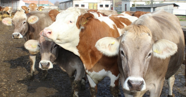 Reproducţia în fermele de vaci de lapte: admiterea la montă a vacilor şi viţelelor