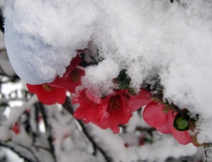 Jale în Suceava, culturile agricole au fost afectate de lapoviţă şi ninsoare