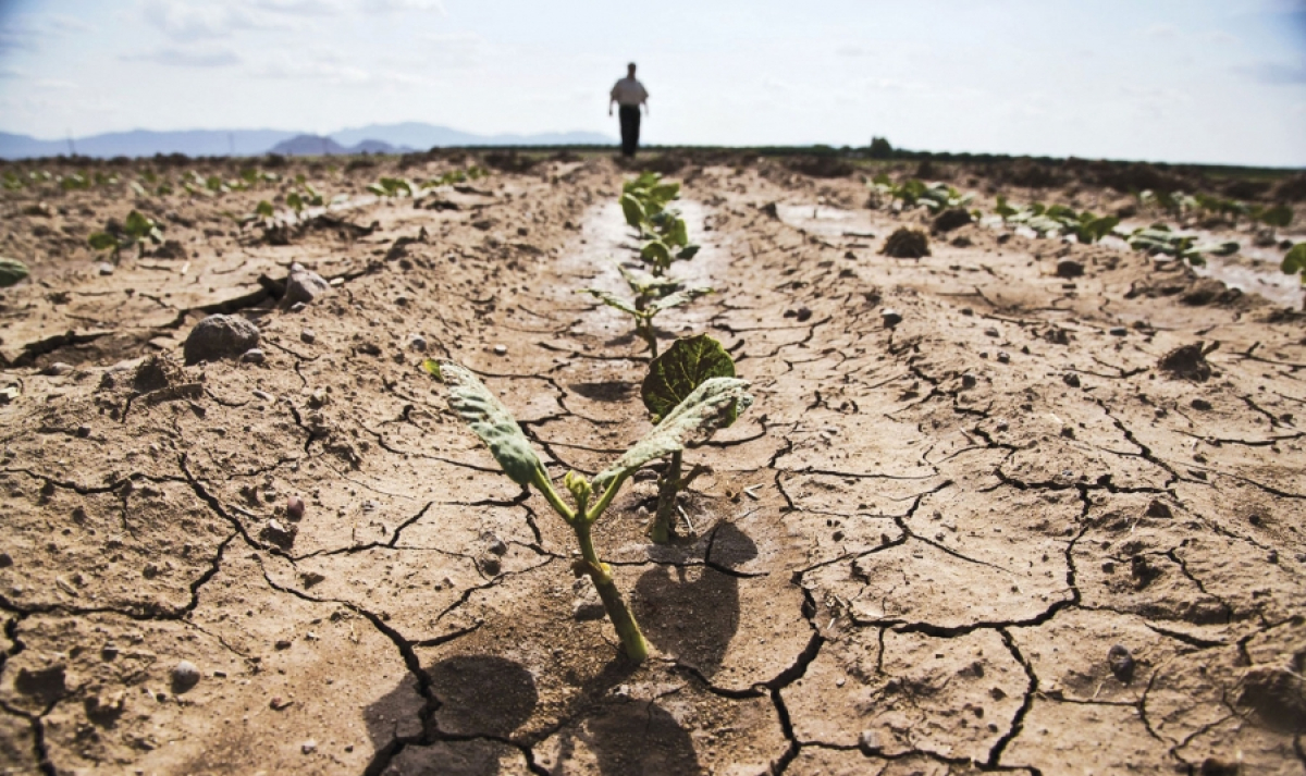 Schema de ajutor de stat pentru fermierii afectați de secetă pentru culturi înființate în primăvara anului 2022