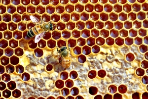 Reţete de hrană proteică pentru albine