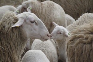 Subvenții în zootehnie Ajutorul Național Tranzitoriu și sprijinul cuplat pentru ovine și caprine