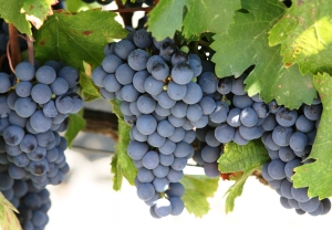 Ministerul Agriculturii demarează realizarea unui studiu de piaţă pentru sectorul vitivinicol