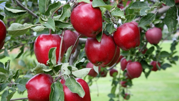 Tratamente de primăvară la măr