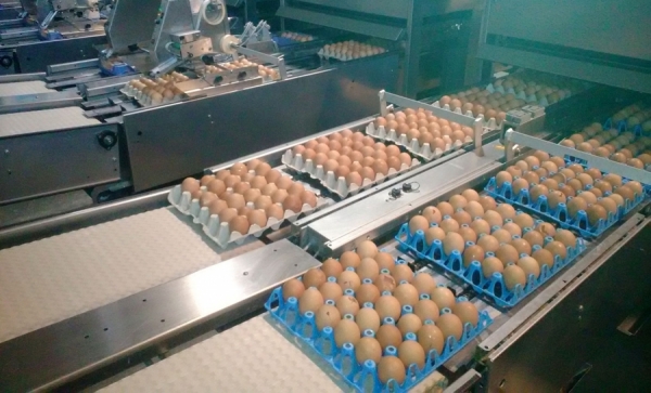 Controale ANSVSA privind carnea de pasăre și ouăle provenite din import și comerț intracomunitar