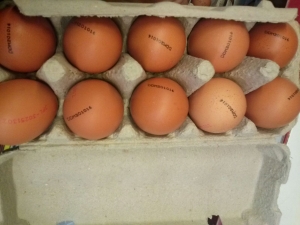 PRO AGRO: Retragerea de la comercializare a celor 10.000 de ouă infestate cu Salmonela nu este suficient pentru a elimina riscurile de contaminare
