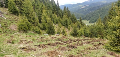 Rezultate foarte bune la campania de împăduriri din 2020 în județul Suceava