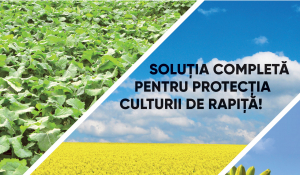 KORVETTO & INAZUMA - Soluția completă pentru protecția culturii de rapiță!