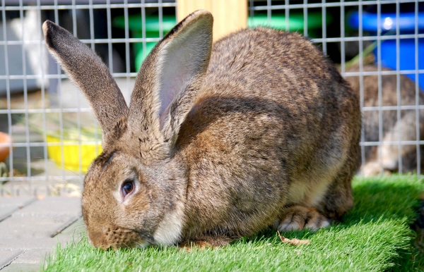 Mixomatoza și boala hemoragică la iepuri