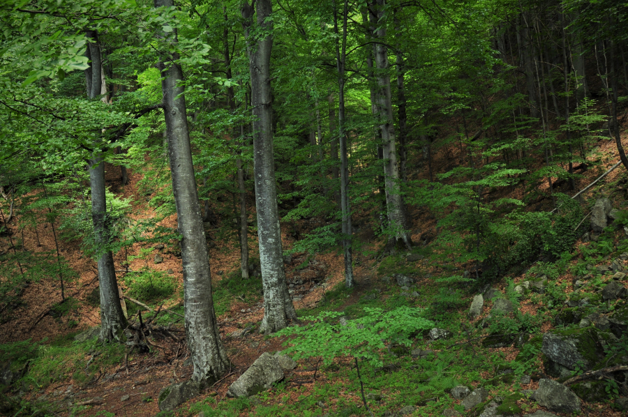 Alte peste două mii de hectare de păduri de stat administrate de Romsilva au fost incluse în Catalogul Național al Pădurilor Virgine și Cvasivirgine