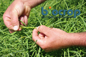 15 ani de evoluție, calitate și parteneriate Biocrop  pe piața agribusiness