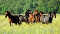 Furbura la cabaline: alimentația hiperproteică, un factor de îmbolnăvire