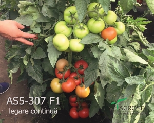 AGROSEL recomandă - hibrizi de tomate timpurii pentru culturi reușite