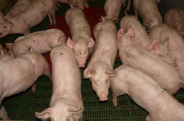 Focarele de pestă au decimat efectivele de porci din România