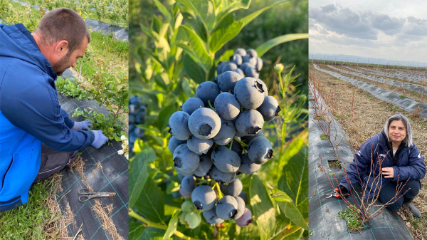Plantație de afine aromate cu fonduri europene, la Buhuși