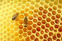 2014, cel mai prost an pentru apicultură din ultimii 50 de ani