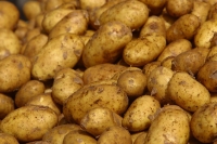 Micii producători de cartofi, afectaţi de mană şi putregai