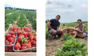 Plantația de căpșuni din Hurjuieni, o demonstrație de răbdare și succes