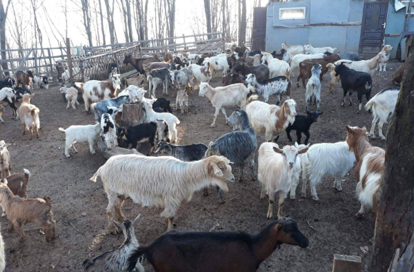 Poiana lu’ Şerban. Ferma de capre din Cucuteni, Dâmboviţa