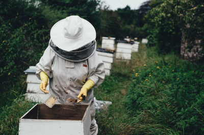 Tehnici de întreținere a familiilor de albine din ecotipul deal-munte