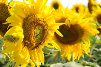 Campionii marilor recolte la floarea-soarelui din Dobrogea