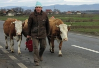 Crescătorii de vaci, la răscruce de drumuri
