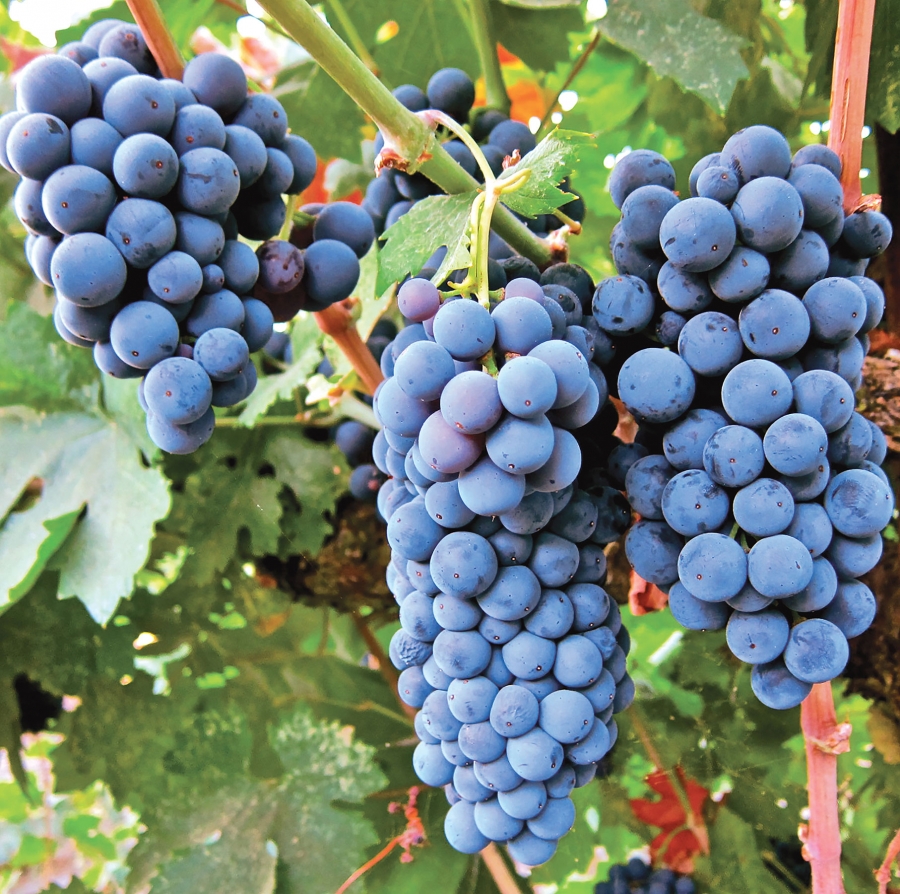 Diferențe mari de producție la struguri de la o zonă viticolă la alta