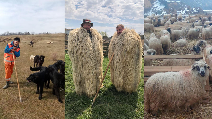 Trei frați au investit 120.000 de euro într-o fermă de ovine