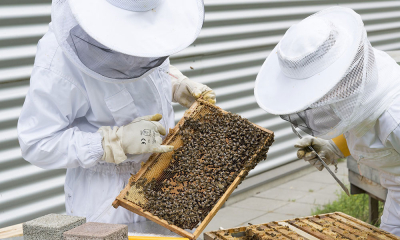 Vasilică Marino: „Ultimele generații de pesticide distrug stupinele apicultorilor“