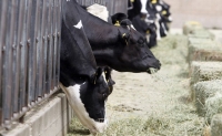 Nutreţuri neconvenţionale pentru hrănirea vacilor de lapte (II)