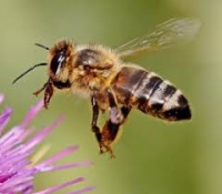 Martie - început de sezon apicol activ