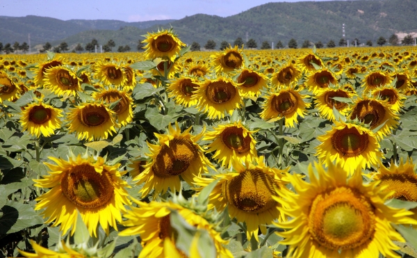 Recomandarea Corteva Agriscience pentru protecția culturii de floarea-soarelui