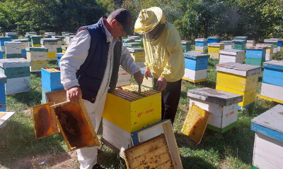 Schimbarea STAS-ului mierii de salcâm, o prioritate pentru apicultori