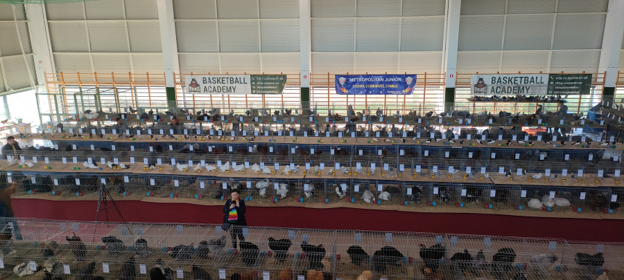 Comuna Holboca. Cele mai frumoase exemplare de păsări și iepuri la EXPO Iași