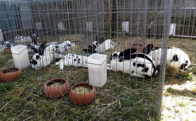În lipsa abatoarelor specializate, creșterea iepurilor rămâne un hobby