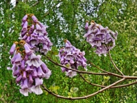 Paulownia, „uriaşul“ speciilor arboricole