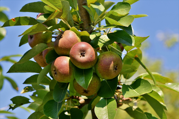 Stropirile pomilor fructiferi din grădinile și livezile familiale