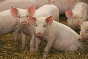 Actualizarea situației privind evoluția Pestei Porcine Africane la data de 14 decembrie 2018