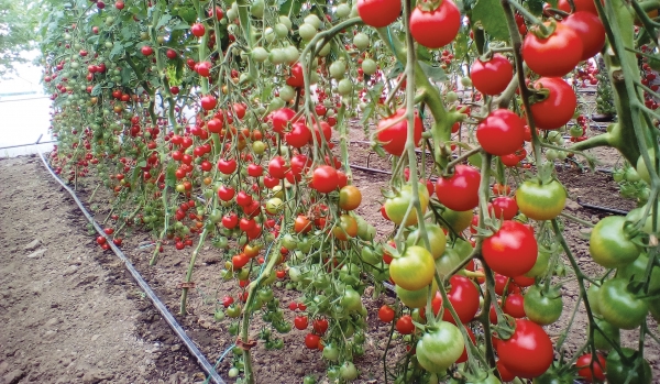 Peste 265 de legumicultori au beneficiat de Programul „Tomata“  în comuna Balta Doamnei