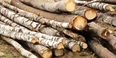 2018 aduce lemne de foc mai ieftine, dar și mistreți radioactivi