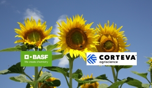BASF și Corteva Agriscience™, Divizia de Agricultură a DowDuPont, au semnat un contract de licență pentru Sistemul de Producție Clearfield® Plus pentru floarea soarelui