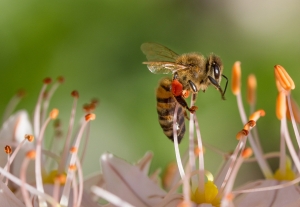 Un studiu de cercetare reconfirmă. Apis mellifera carpatica, o albină diferită de toate rasele europene existente