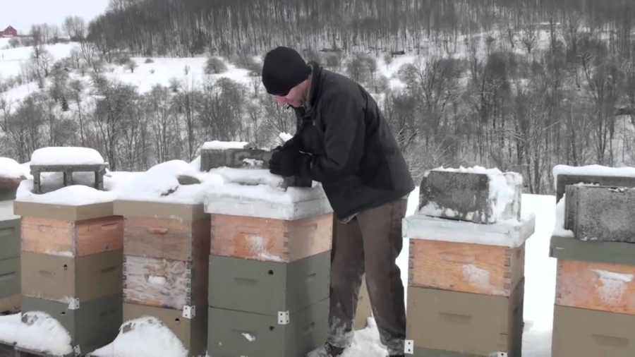 Îngrijirea familiilor de albine pe timpul iernii