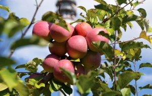 Comoară pomicolă - colecție de germoplasmă cu peste 700 de soiuri și hibrizi de măr