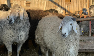 ANSVSA a aprobat modelul de certificat sanitar veterinar pentru exportul de ovine destinate abatorizării din România în Maroc