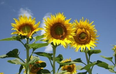 Producția României de floarea soarelui și suprafața cultivată, primul loc în UE în 2015